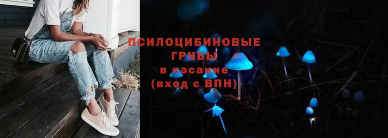 Галлюциногенные грибы Psilocybine cubensis  Нижнеудинск 